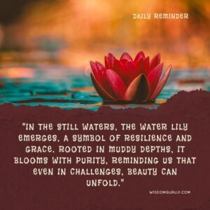 In the Still Waters, the Water Lilly Emerges