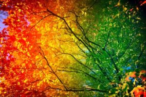 Seasonal Living – A peaceful nature scene showcasing the harmony of aligning daily habits with nature’s rhythms for a balanced and vibrant life.